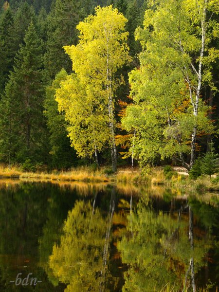 Birken am Kleinen Arbersee