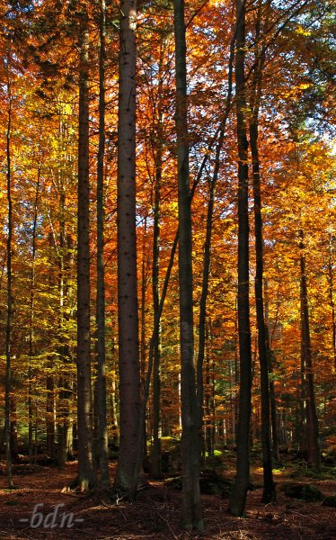 Herbstliches Glühen