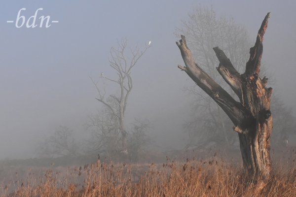 Toter Baum im Nebel