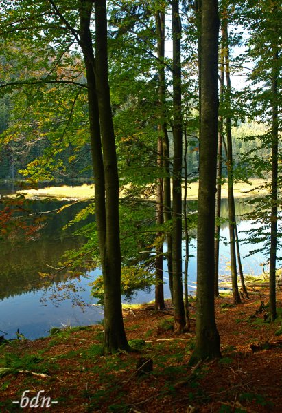 Bäume am Kleinen Arbersee