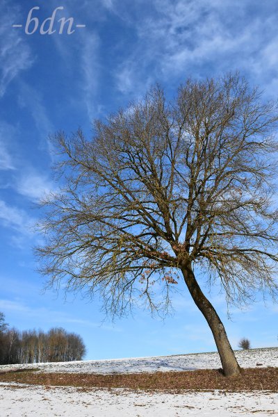 Windschiefer Baum vor winterlichem Himmel