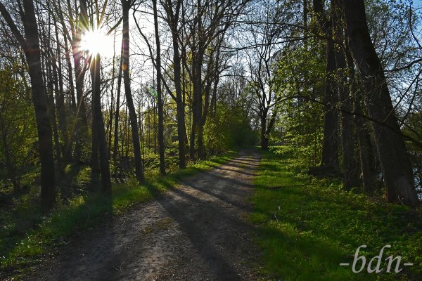 Sonnenstrahlen dringen durch den Auwald an der Amper bei Moosburg