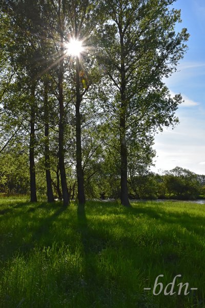 Sonnenstrahlen dringen durch das Laub der Pappeln am Ufer der Amper