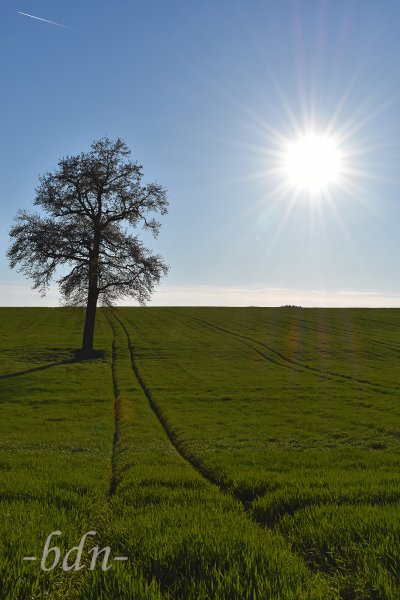 Sonne über dem Gerstenfeld