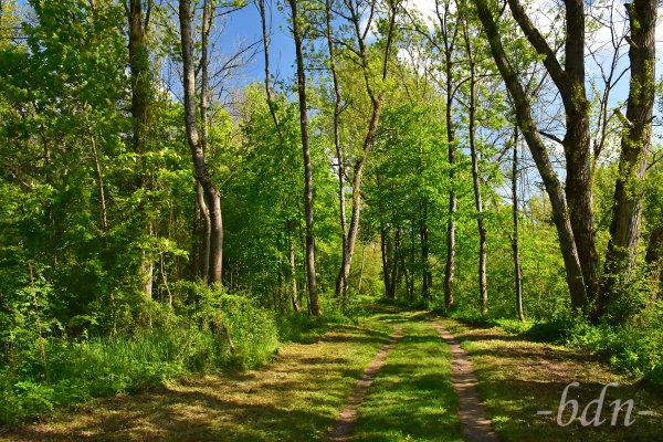 Spaziergang im Auwald an der Isar bei Moosburg