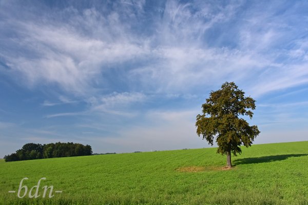 Schleierwolken über der alten Eiche