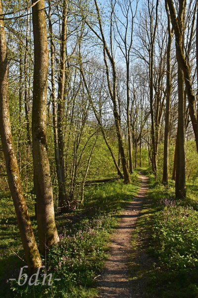 Im Auwald an der Amper
