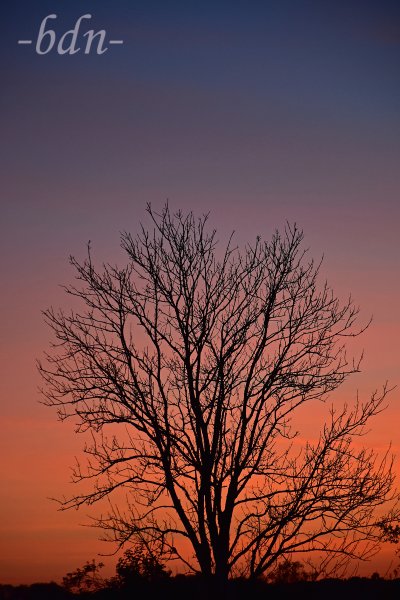 Baumsilhouette