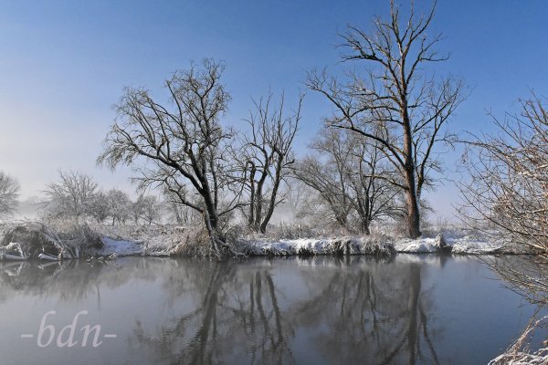 Alte Bäume am Ufer der Amper an einem nebeligen Wintertag