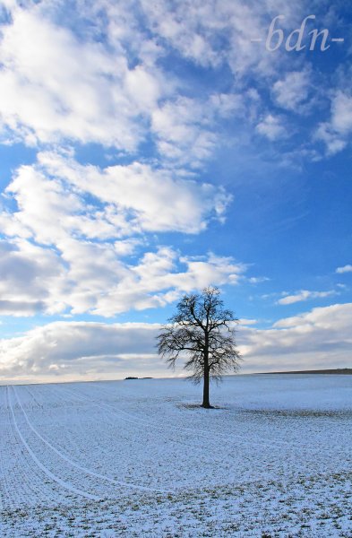 Wolken über der einsamen Eiche