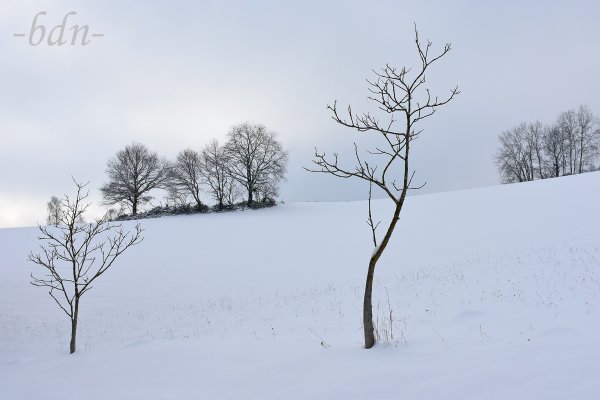 Wintertristesse im Bayerischen Wald