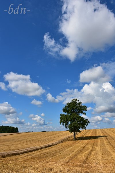 Wattewolken über dem Stoppelfeld