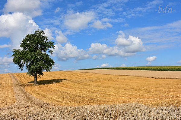 Baum im Stoppelfeld