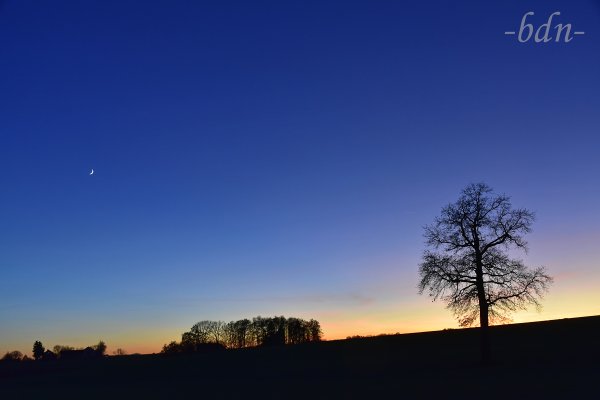 Die alte Eiche und der Sichelmond