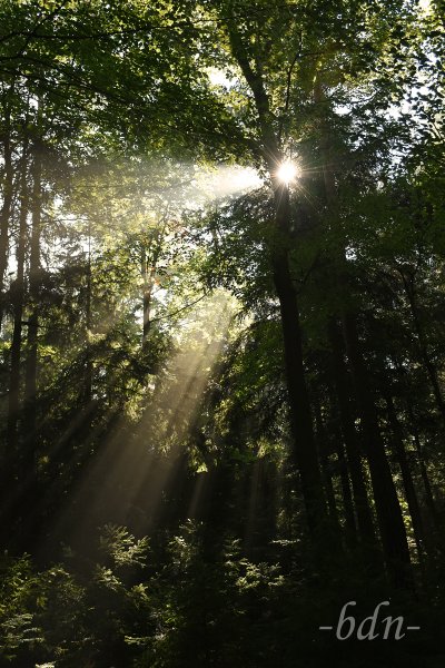 Sonnenstrahlen dringen durch den Wald am Pilgramsberg