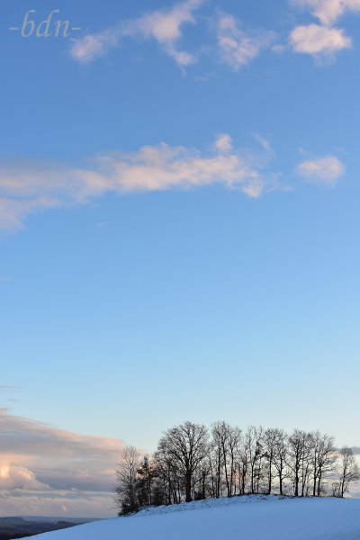 Baumsilhouetten vor dem Winterhimmel