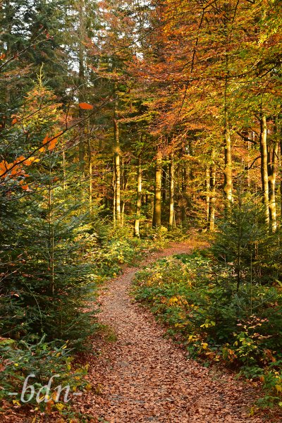Waldspaziergang im Abendlicht