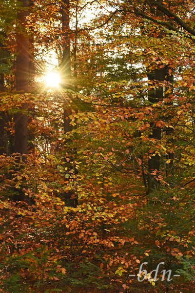 Sonne im Herbstwald