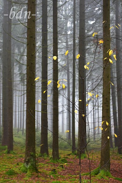 Nebel im Wald