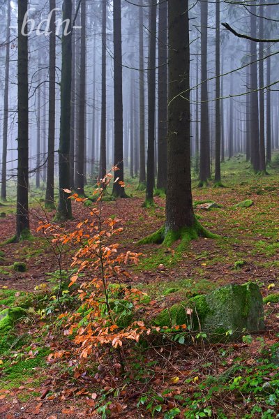 Nebel im Naturpark Bayerischer Wald