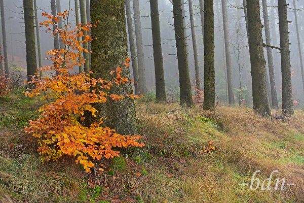 Kleine Buche im nebeligen Wald