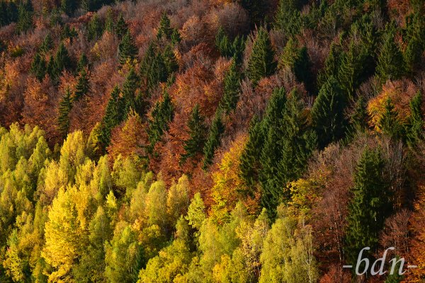 Herbstfarben im Naturpark Bayerischer Wald