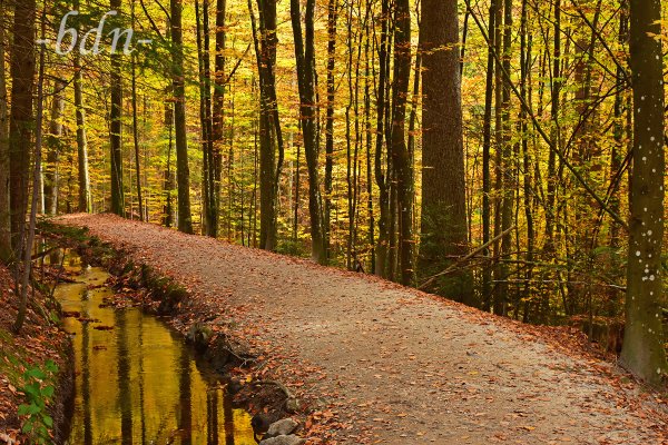 Herbstwanderung am Schwellbach, Naturpark Bayerischer Wald