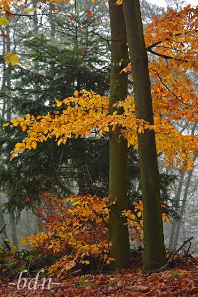 Goldener Herbst im Naturpark Bayerischer Wald