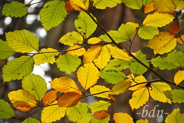 Herbstliches Buchenlaub im Gegenlicht