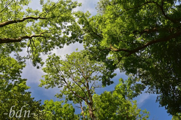 Sommer unter dem Blätterdach im Auwald an der Isar