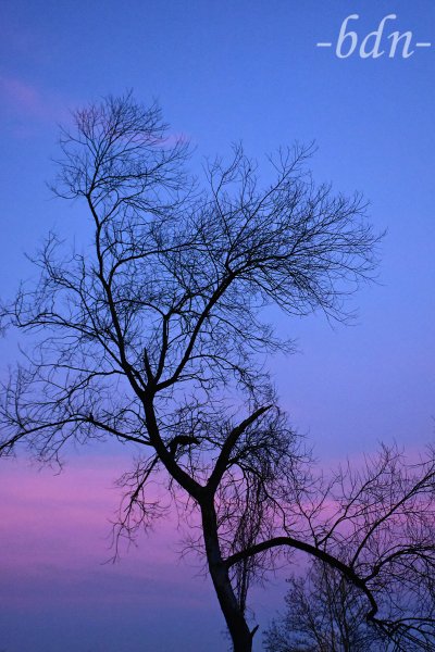 Silhouette eines kahlen Baumes in der Blauen Stunde