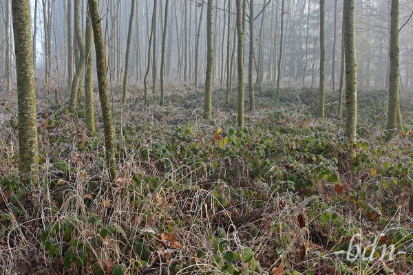 Raureif im Nebelwald
