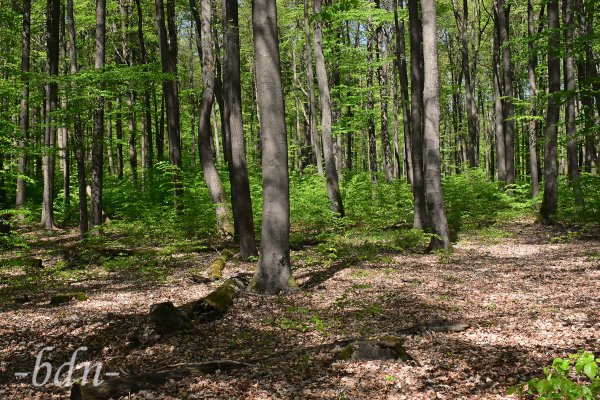 Buchenwald im Naturschutzgebiet Weltenburger Enge