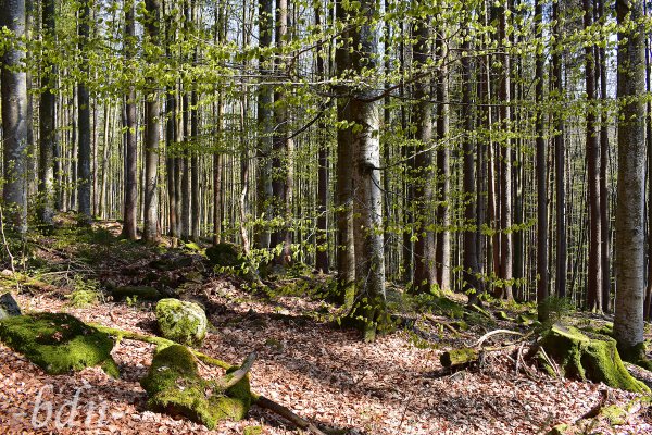 Im Hochwald bei Frauenau im Bayerischen Wald wird es Frühling