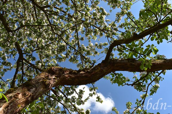 Alter Apfelbaum