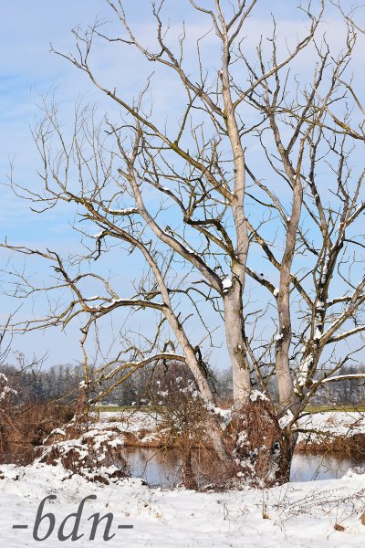 Geäst eines toten Baumes im winterlichen Ampertal