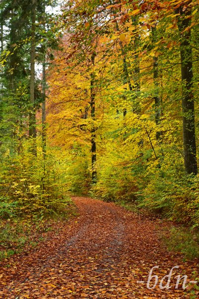 Goldener Oktober im Bonauer Wald