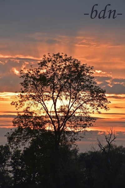 Baumsilhouette vor farbenfrohem Abendhimmel