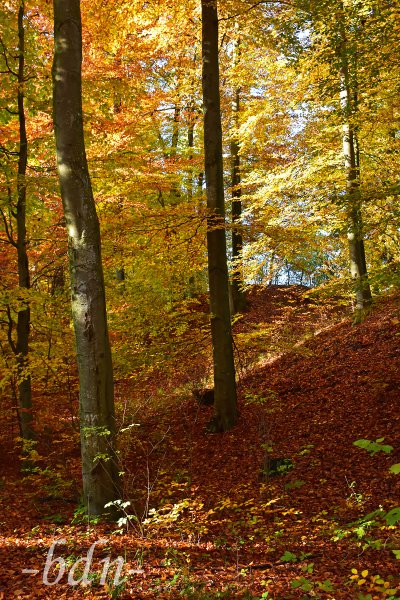Bunter Herbst im Buchenwald