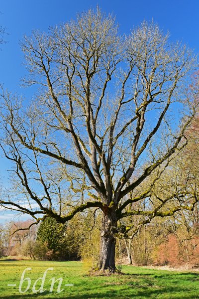 Alter Baumriese im Ampertal