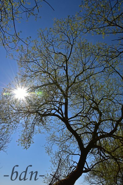 Sonnenstrahlen fallen durch das lichte Geäst einer alten Weide