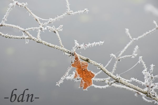 Letztes Blatt im Raureif am Weiher