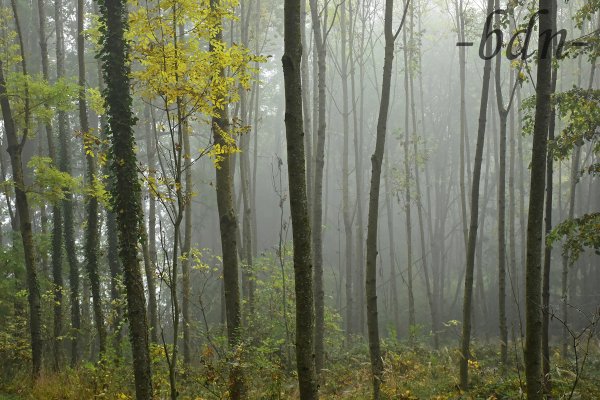 Morgennebel im Wald