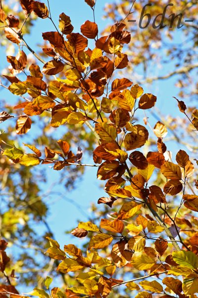 Herbst im Buchenwald