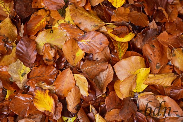 Laub bedeckt den Waldboden