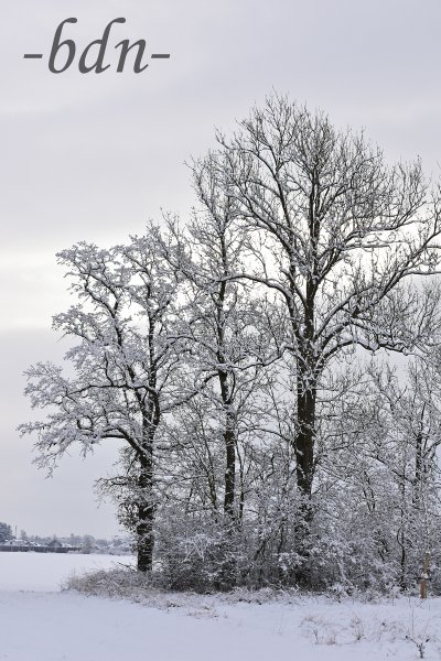 Verschneite Bäume in der Au unter der fahlen Wintersonne
