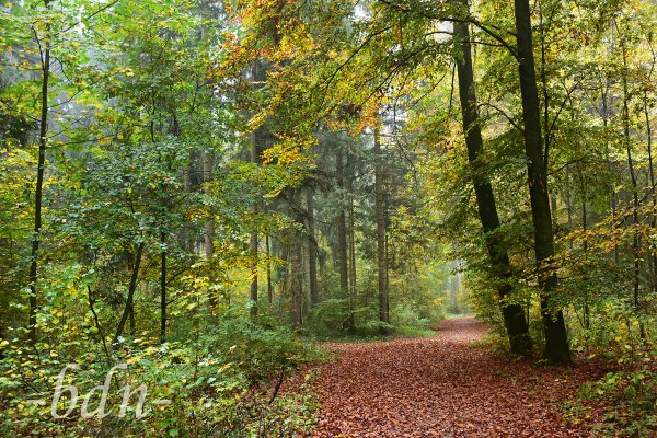 Spaziergang im nebeligen Wald