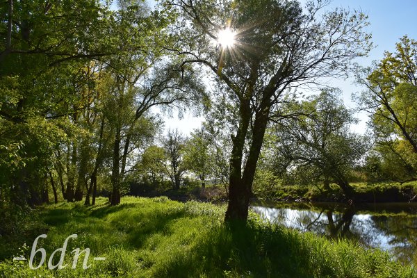 Abend im Auwald an der Amper