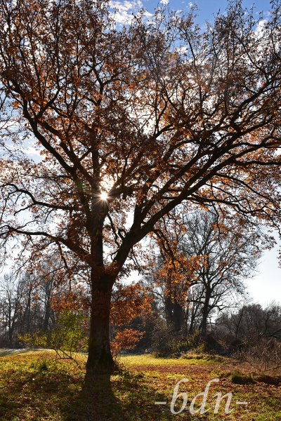 Sonnenstrahlen fallen im Herbst durch das Geäst einer alten Eiche