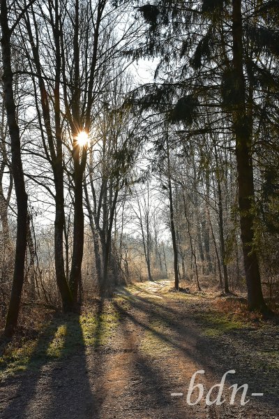Winterspaziergang im Isarauwald